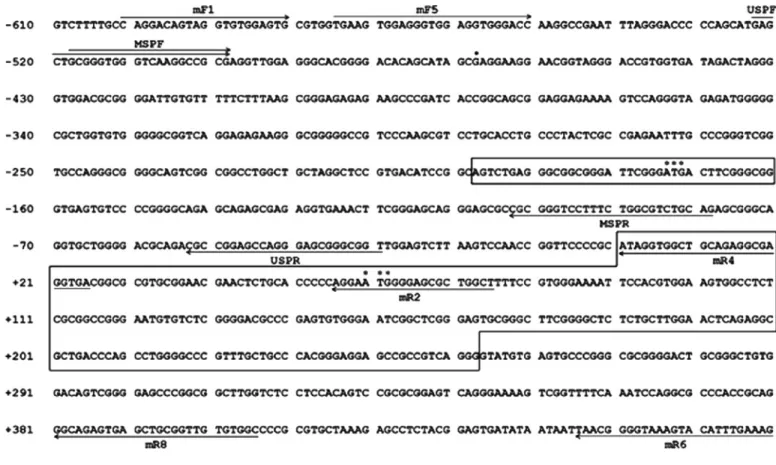 Fig. 1. Nucleotide sequence of the human Sd a β4GalNAcT-II gene encompassing the 5  promoter, exon 1 S , and exon 1 L regions, and the primer locations for bisulfite genomic sequencing and methylation-specific PCR