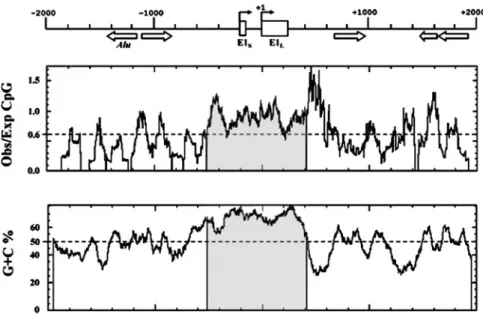 Fig. 2. CpG island in the Sd a β4GalNAcT-II gene. The top diagram is a schematic representation of the nucleotide region −2000 through +2000 of the Sd a gene (transcription start of exon 1 L as +1), with the locations of exon 1 S (E1 S ) and exon 1 L (E1 L