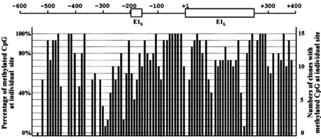 Fig. 5. Methylation profile for individual CpG dinucleotide in the Sd a gene CpG island in KATO III cells