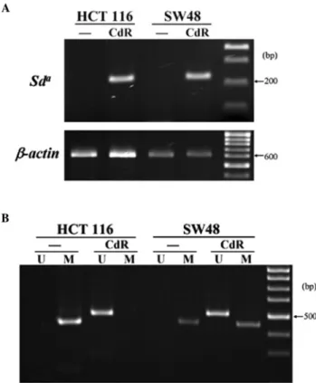 Fig. 7. Induction of Sd a antigen expression by the DNA methylation inhibitor in SW48 cells