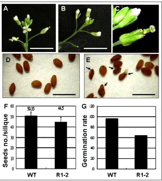 Figure 2. The phenotype of R1-2 