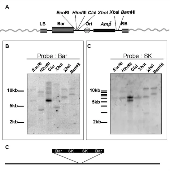 Figure 3. Southern blotting to analyze the T-DNA insertion numbers  (A) The restriction enzyme site in the T-DNA, including EcoRI,  HindIII,  ClaI, 