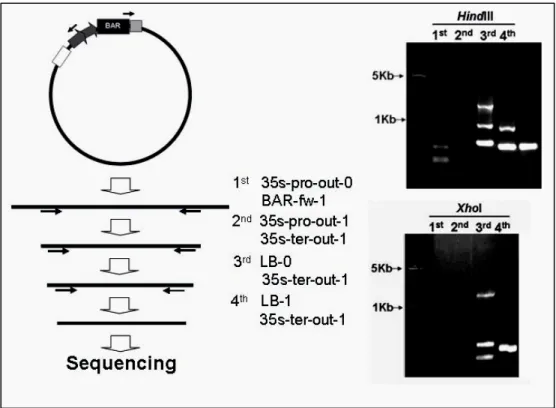 Figure 4. IPCR to clone the T-DNA flanking sequence 