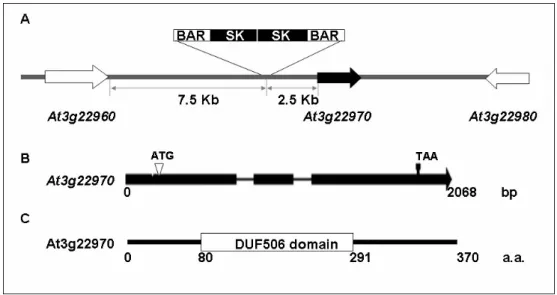 Figure 5. Molecular cloning of the At3g22970 