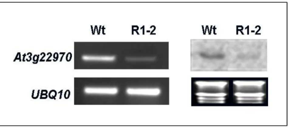 Figure 6. The expression of At3g22970 in Wild-type and R1-2 