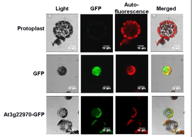 Figure 8. Confocal imaging for the colocalization of the chloroplast  auto-fluorescence and recombinant At3g22970- GFP   