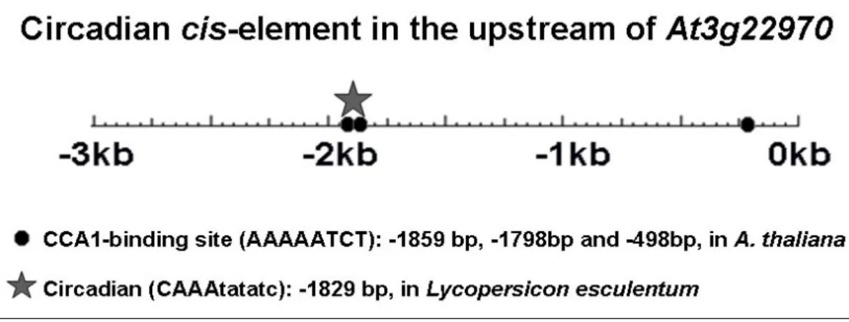 Figure 9. The cis-elements related to the circadian in 3 kb upstream of  At3g22970   