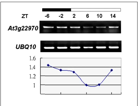 Figure 10. RT-PCR analysis of the At3g22970 gene expression during one  day interval. 