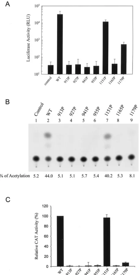 FIG. 7. Examination of viral entry mediated by HR1 and HR2 mutant S proteins. (A) The wt and mutant pseudotypes were prepared by cotransfecting 293T cells with either the wt or mutant S plasmids along with pNL4-3R ⫺ E ⫺ Luc