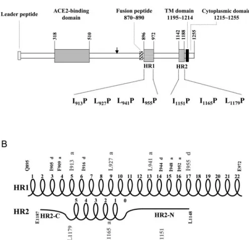 FIG. 1. (A) Construction of the HR1 and HR2 motif mutants. A schematic diagram of the spike protein encoded by the SARS-CoV is shown.
