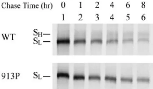 FIG. 3. Pulse-chase of the wt and 913P mutant proteins. 293T cells expressing the wt or 913P mutant proteins were metabolically labeled with [ 35 S]methionine and chased with excess cold methionine