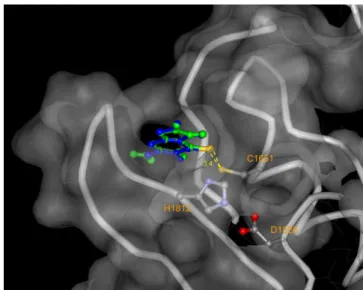 Fig. 2 – Docking and inhibition mechanism of 6MP and 6TG with PLpro. 6MP (colored blue) and 6TG (green) could be targeted to the active site of PLpro