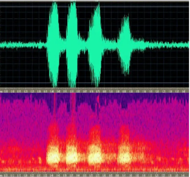 圖 2. 聲音資料庫之範例，本圖為大卷尾之聲譜，上圖為波形譜，下圖為光譜