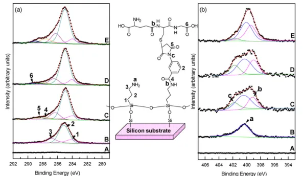 Figure 2 The observed (a) C 1s and (b) N 1s ESCA spectra to examine the serial surface modiﬁcation steps of (A) a clean Si substrate, (B) the modiﬁcation of APTMS, (C) the insertion of an MBS linker, (D) the immobilization of GSH, and (E) the association w