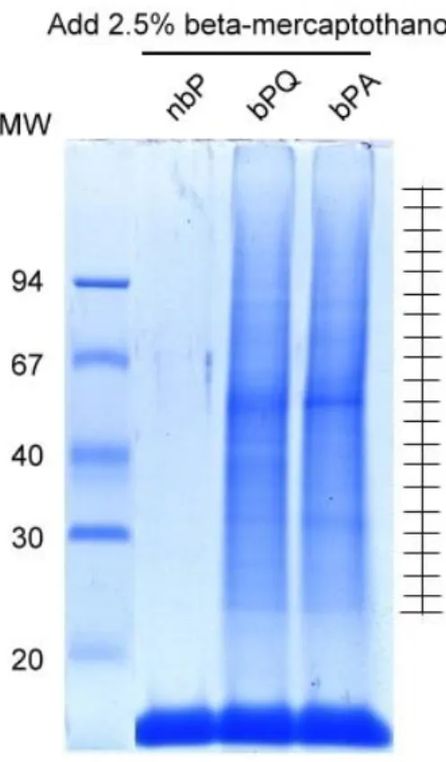 Figure 1. Purification of bPQ- and bPA- incorporated TG substrates from mouse testis cytosol