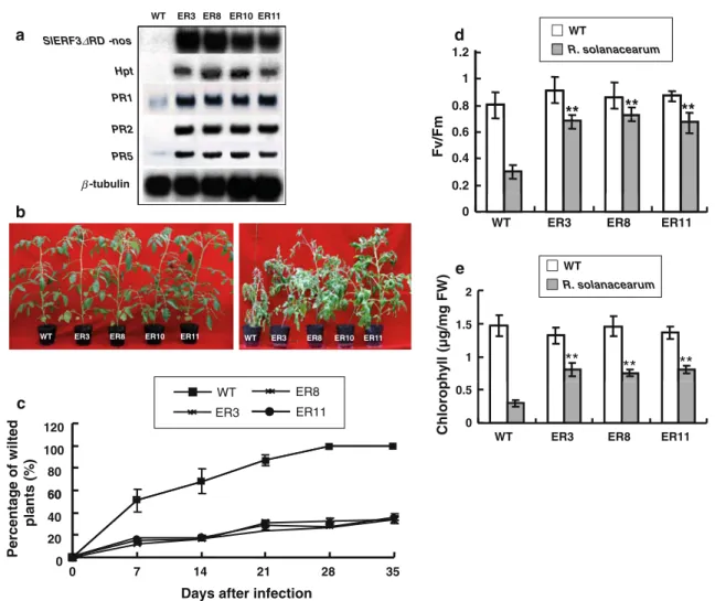 Fig. 4 Overexpression of SlERF3DRD enhanced tolerance to bacte- bacte-rial wilt in transgenic tomato