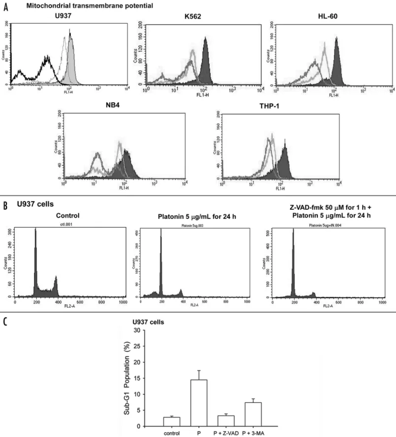 Figure 5. Changes in mitochondrial permeation and hypodiploid population in leukemic cells