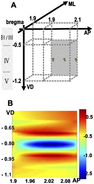 Fig. 2. The coronal plane showing the depth of maximal responses.