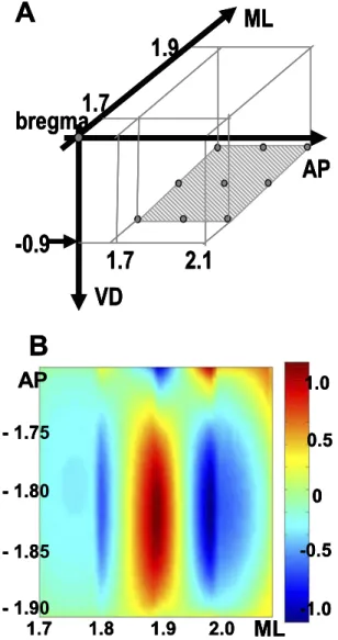 Fig. 4. Mapping at the horizontal plane. (A) Illustration of the record- record-ings. (B) Two-dimensional CSD analysis on the horizontal plane at 55 ms latency
