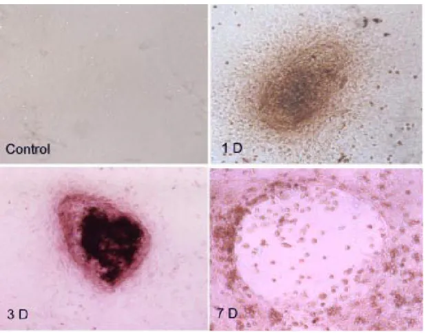 Figure 5. The in situ immunohistochemical stain for apoptosis after CHD-1 treatment. Control: In the control groups of bone cell culture, there was no evidence of apoptotic changes after 7 days culture