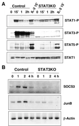 Figure 6. G-CSF Stimulates Prolonged STAT1 Phosphorylation but Impaired Gene Induction in STAT3 Null Cells