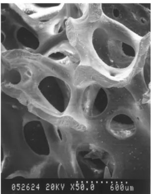 Fig. 8. SEM micrograph of the CBB soaked in 0.03 M NP solution and heated at 1300°C.