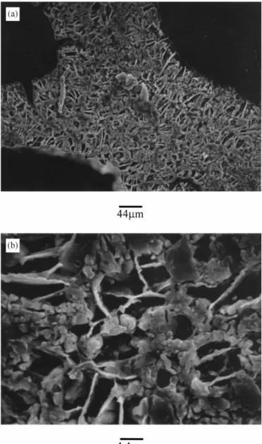 Fig. 9. SEM micrographs of trabecular section of CBB after being soaked in 0.03 M NP solution for 24 h and heated at 1300°C: (a) original magnification ;230; (b) original magnification ;2300.