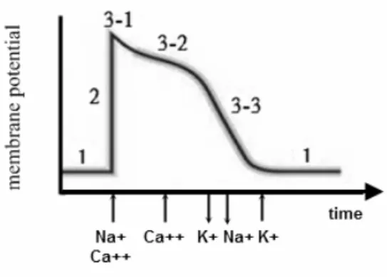 Fig. 2.5: The variation of membrane potential in a complete contraction and relaxation cycle 