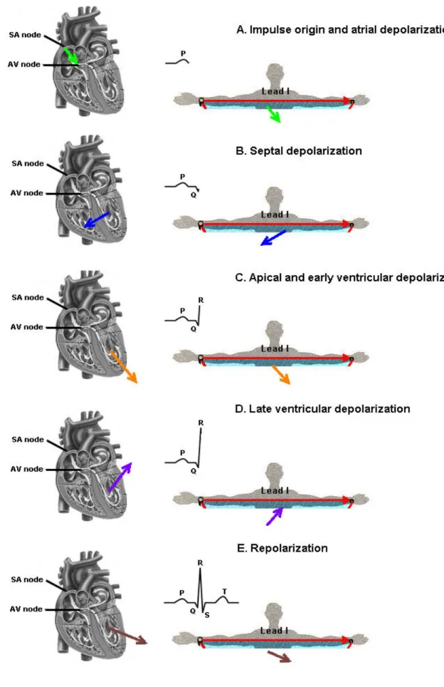 Fig. 2.6: The normal sequence of cardiac depolarization and repolarization and derivation of  ECG 