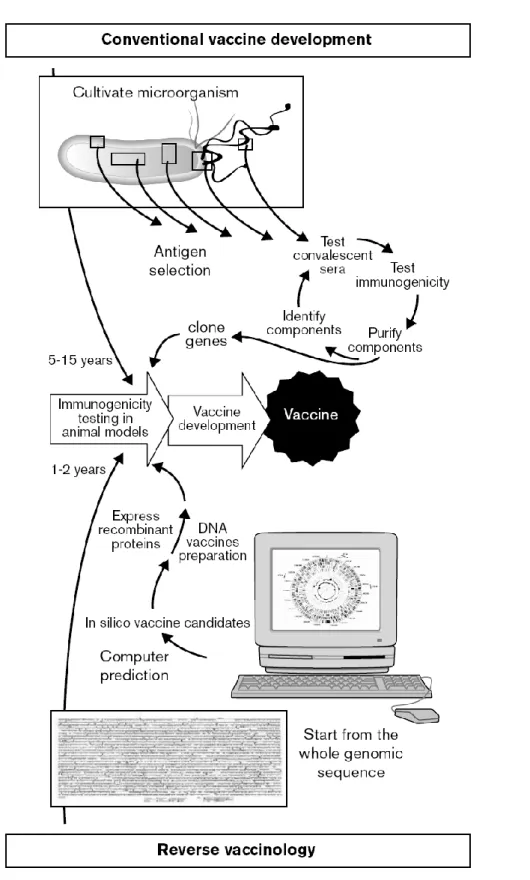 Figure 1.1 Comparison between conventional vaccine development and reverse  vaccinology [7]