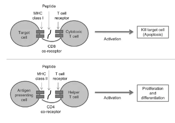 Figure 1.2 A simple illustration of  helper and cytotoxic T cell responses. 