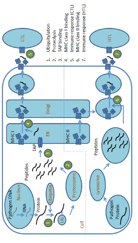 Figure 1.3 The immunogenic pathways of MHC class I and II.