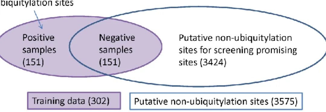 Figure 4.2 The schema for the training and an independent of  3424 putative  non-ubiquitylation sites in dataset of  w=21