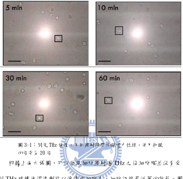 圖 3-1：固定 THz 強度，不同照射時間的類嗜中性球。使用物鏡 的倍率為 20 倍 