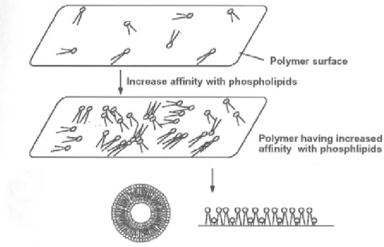 圖 2-3. MPC 高分子的結構近似於生物細胞膜 