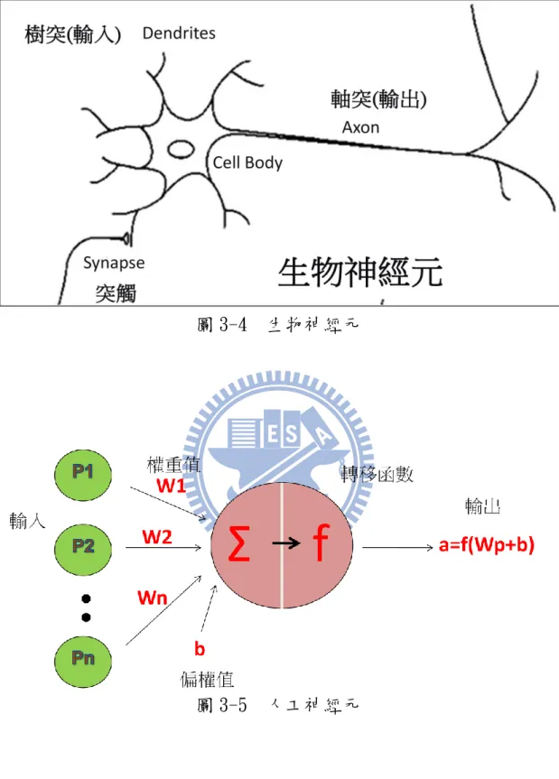 圖 3-4  生物神經元 