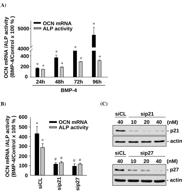 Figure 4-2.  BMP-4-induced MG63 cell differentiation is mediated by p21 CIP1 and p27 KIP1 