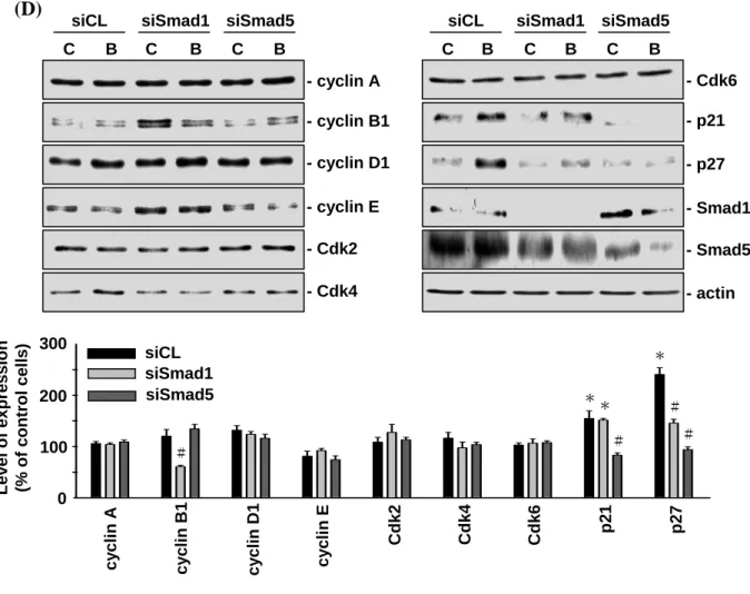 Figure 4-3.  BMP-4-induced p21 CIP1 and p27 KIP1 expressions are mediated by  BMPRIA/Smad5 in MG63 cells
