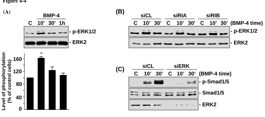 Figure 4-4.  BMP-4-induced Smad1/5 activation is mediated by ERK in MG63 cells.  (A) MG63 cells were kept as  controls (C) or treated with BMP-4 (25 ng/ml) for 10 min (10’), 30 min (30’), and 1 h, and their ERK phosphorylations were determined by Western b