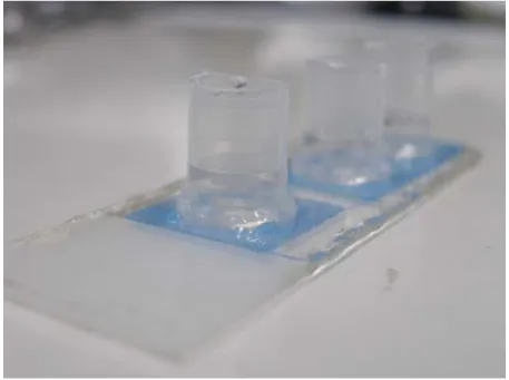 Figure 2.8 Cell seed on superhydrophobic micro arrays with volume 1000ml. 