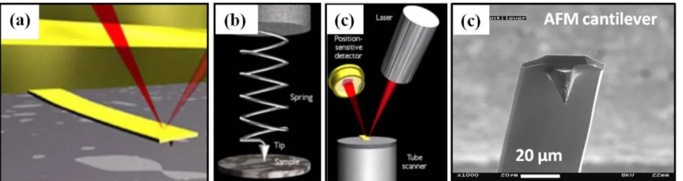 Fig. 3.2.3 Concept of AFM and the optical lever: (a) a cantilever touching a sample (b)  illustration of the meaning of "spring constant" as applied to cantilevers (c) the optical lever 