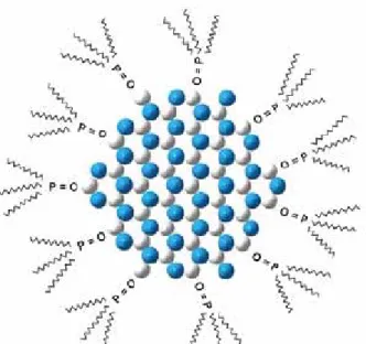 Figure 1.4 Nanocrystal surrounded by TOPO chains anchored to its  surface [12].   