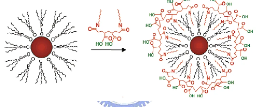 Figure 1.9 Formation of the polymer-QD complex showing an idealized  micellar polymer shell (40% octylamine-modified PAA) encapsulating  the QDs [34]
