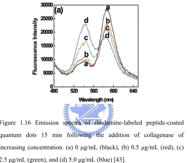 Figure 1.16 Emission spectra of rhodamine-labeled peptide-coated  quantum dots 15 min following the addition of collagenase of  increasing concentration
