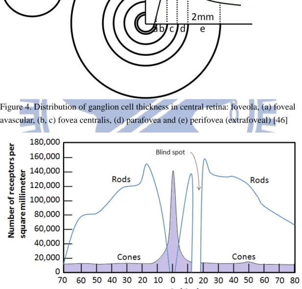 Figure 5. Distribution of cones and rods in a typical human retina [46] 