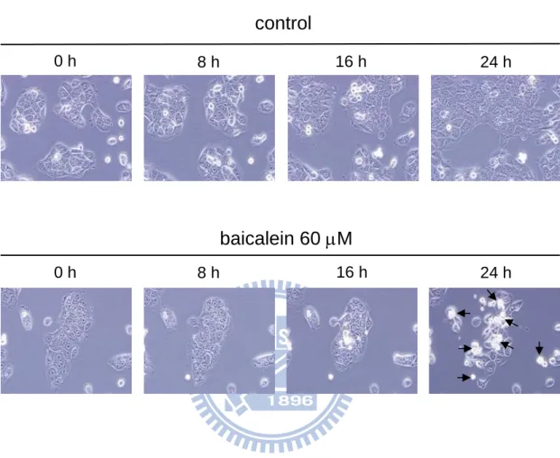 Fig. 2. Time-lapse observation of baicalein-induced cancer cell death. BFTC905 cells 