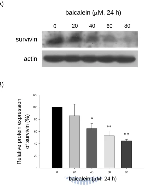 Fig. 3. Effect of baicalein on the protein levels of survivin in bladder cancer cells