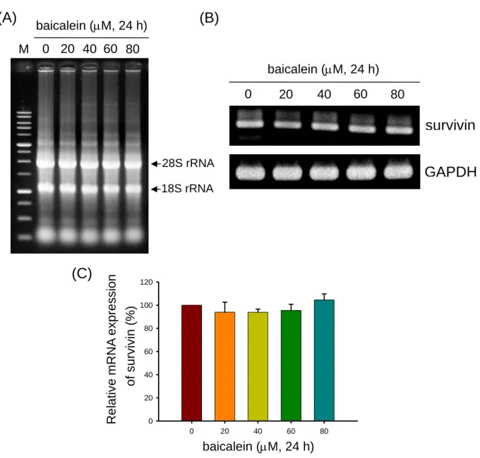 Fig. 4. Effect of baicalein on the survivin mRNA level in bladder cancer cells by  RT-PCR analysis