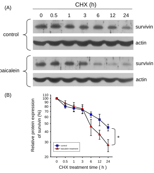 Fig. 6. Stability of survivin protein in the baicalein-treated in bladder cancer cells
