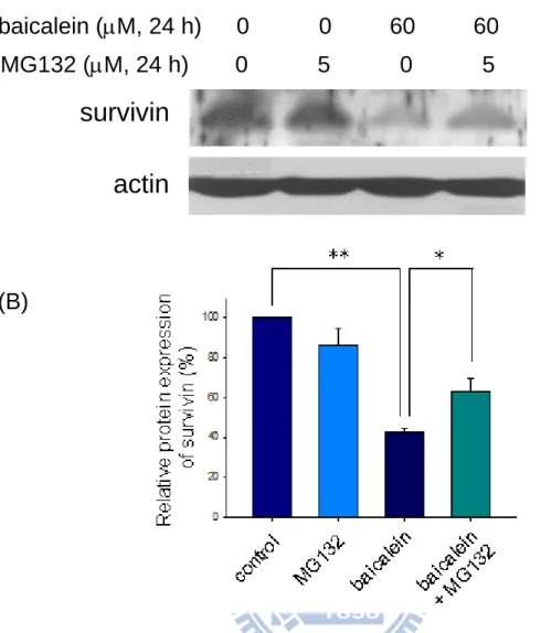 Fig. 7. Effect of MG132 (a proteasome inhibitor) on the baicalein-inhibited survivin 